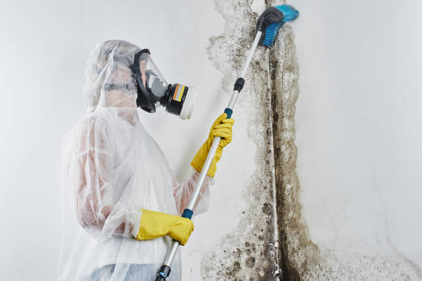 Sachse, TX Mold Remediation Company