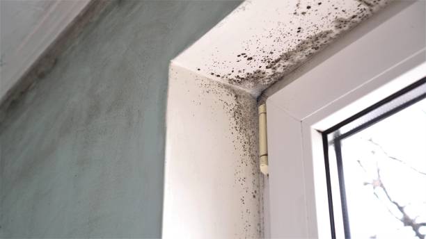 Best Health and Safety Mold Remediation in Sachse, TX