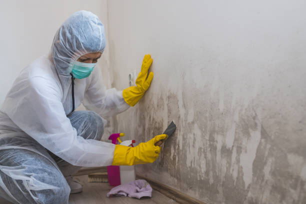 Best Attic Mold Remediation in Sachse, TX
