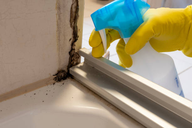 Best Mold Remediation for Specific Building Types in Sachse, TX