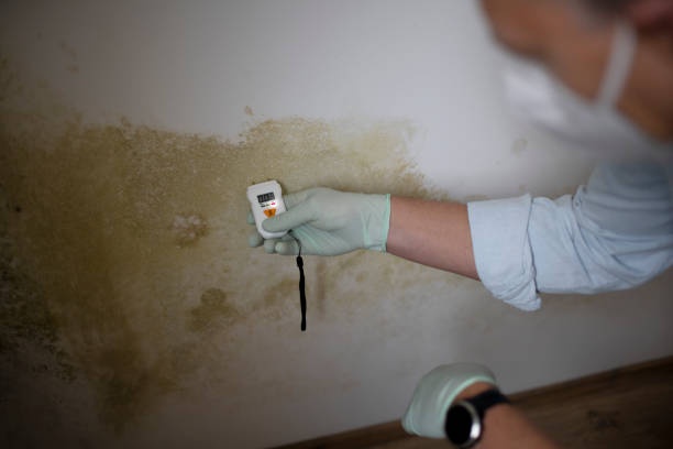 Best White Mold Remediation in Sachse, TX