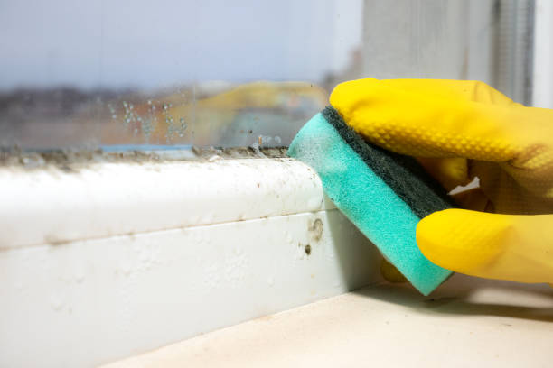 Best Mold Testing and Inspection Services in Sachse, TX