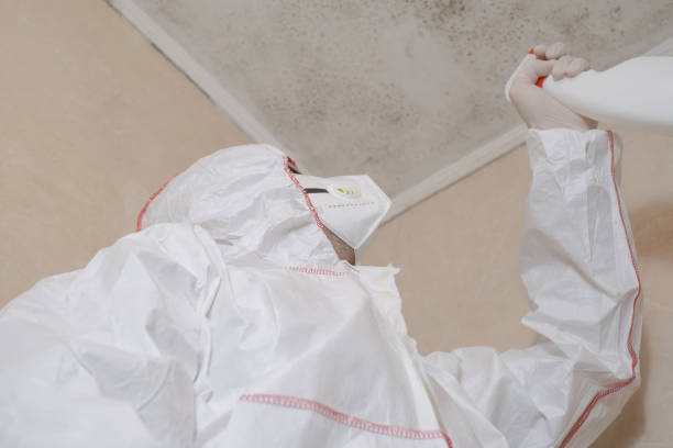Trusted Sachse, TX Mold Remediation Experts