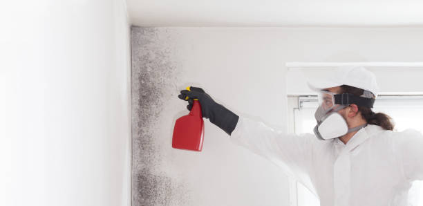 Best Post-Flood Mold Remediation in Sachse, TX